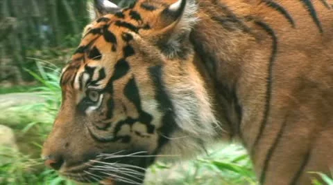 Wild Tiger Video stock 10597043