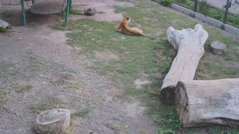 Wild tiger have rest on the grass Video stock 160483397