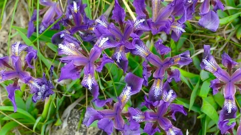 Wild tiger lily Stock Footage 74434483