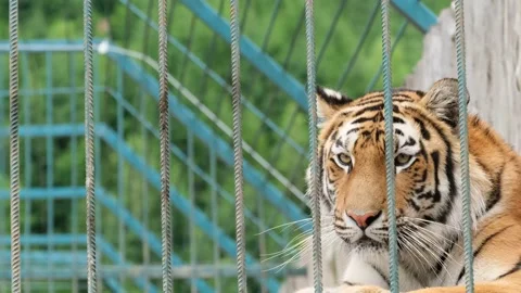 Wild tiger locked in captivity in a cage. The concept of freedom for animals Stock Footage 158327054