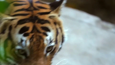 Wild tiger paces closeup follow focus frontal angle Stock Footage 136446622