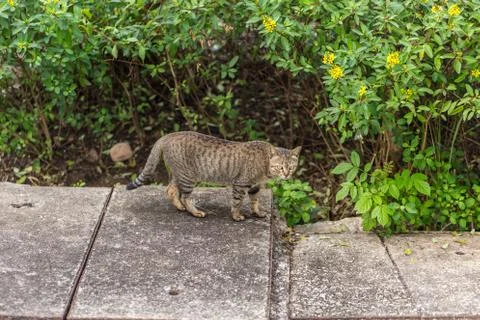 Wild tiger pattern cat in the garden. Foto stock