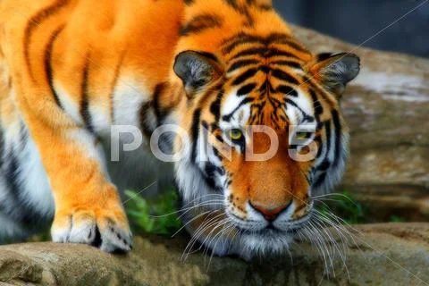 Wild tiger Stock Photos