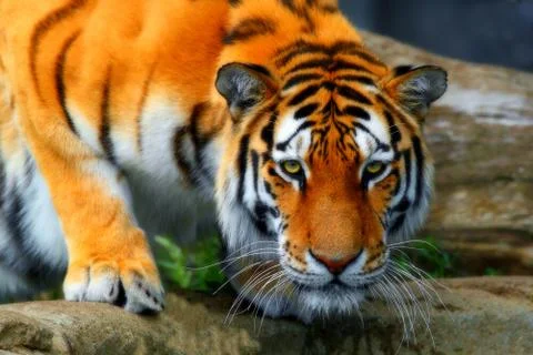 Wild tiger Stock Photos