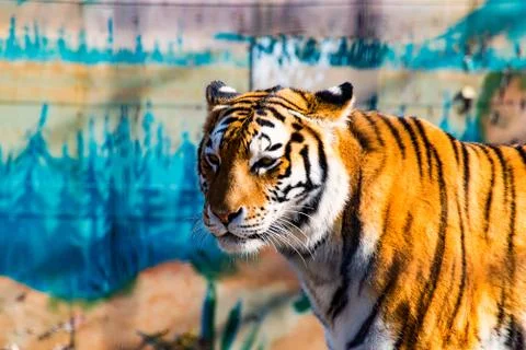 The wild Tiger Stock Photos