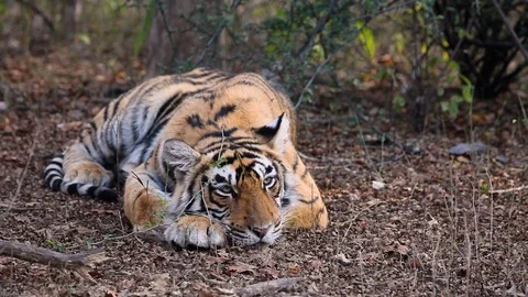 Wild tiger resting Stock Footage 112980798