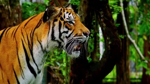 Wild tiger resting in shady jungles Stock Footage