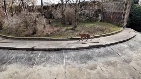 Wild Tiger walking in zoo Stock Footage 303626641