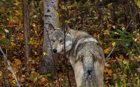 Wild Timber Wolf Canada Stock Photos