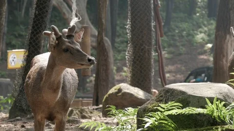 Wild Timor deer in the forest, driving point of view Stock Footage 111717992