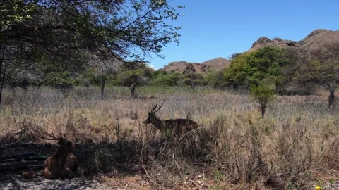 A wild Timor deer in hills landscape of Padar Island Stock-Footage 345408467