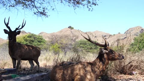 A wild Timor deer in Komodo National Park Stock-Footage 345409357