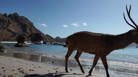 A wild Timor deer in Padar Island Island Stock-Footage 345408708