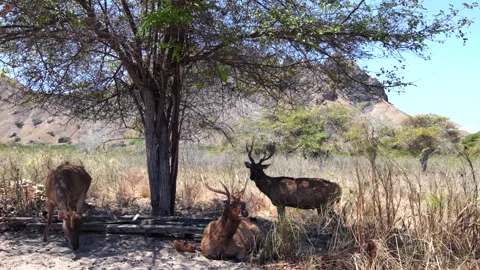 A wild Timor deer (Rusa timorensis) in Padar Island Stock-Footage 345409092
