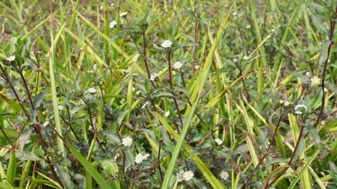 Wild tiny white flowers Vidéo 332586248