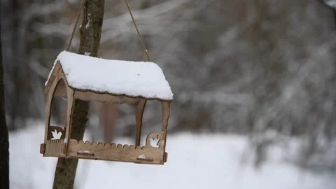 Wild tits eats seeds in winter forest from bird feeder Stock-Footage 259470748