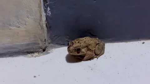 Wild toad sitting on floor at terrace outside house Stock-Footage 346561557