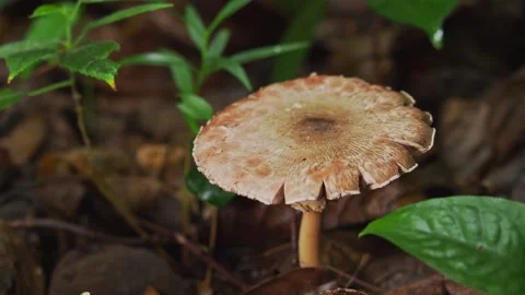 Wild Toadstool Growing Among Wet Tropical Leaf Litter 스톡 동영상 335114796