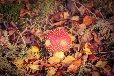 Wild toadstool red with white spots Stock-Fotos
