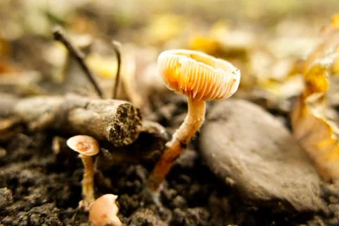 Wild toadstools growing on the forest floor. Possibly Tubaria furfuracea. Stock Photos