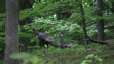 Wild tom turkey gobbles in the forest Stock Footage 50544363