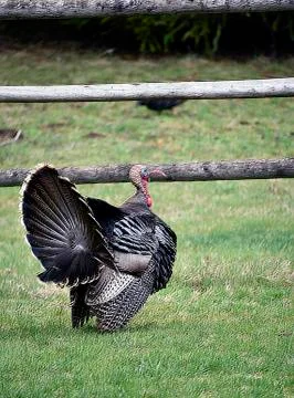 Wild Tom Turkey Stock Photos