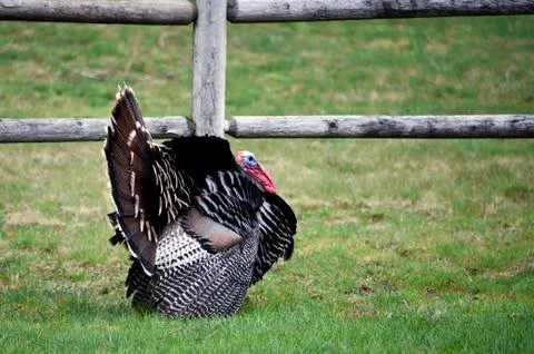 Wild Tom Turkey Stock Photos