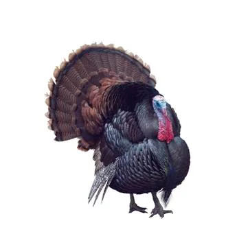 WIld Tom Turkey Stock Photos