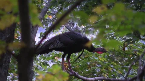 Wild tom turkey roosting in a tree nature wildlife Vidéo 50055407