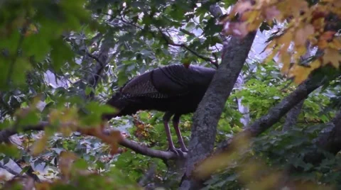 Wild tom turkey roosting in a tree nature animal Stock Footage 50544368