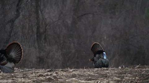 Wild Tom Turkey Strutting Vídeos de archivo 117424104