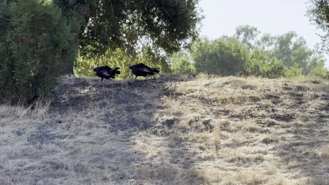 Wild tom turkeys chase hens in a field Stock Footage 322551482