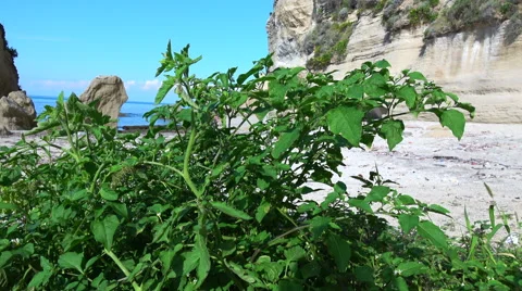 Wild tomato plant Stock Footage 67893188