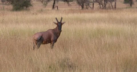 Wild topi antelope running through the African savannah in Tanzania. Video stock 333602590