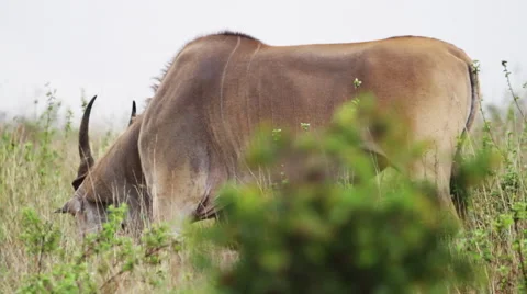 Wild topi eats shrubs Stock Footage 49846751