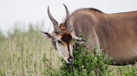 Wild topi eats shrubs in Kenya 動画素材 49833396