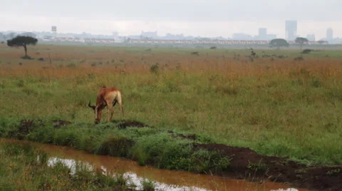 A wild topi in Kenya Stock Footage 49833716