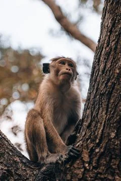 Wild toque macaque monkey during the morning in Sigiriya, National Park Stock Photos