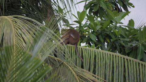Wild Toque Macaque Sitting in a Tropical Coconut Palm in Sri Lanka Stock-Footage 345015635