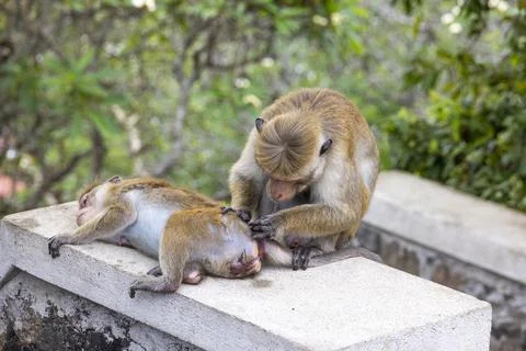 Wild toque macaque sitting on a wall in the jungle Stock Photos