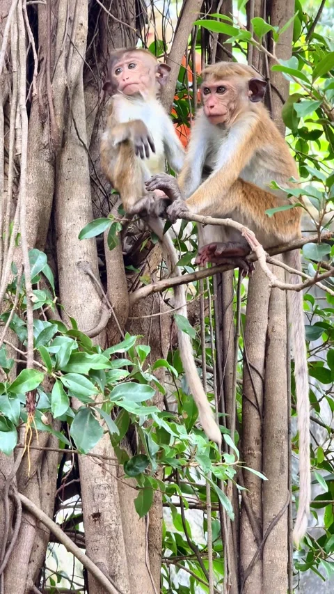 Wild toque monkey children playing on a banyan tree, near the Dambulla cave.. Video stock 329214911