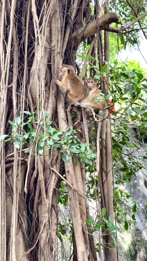 Wild toque monkey children playing on a banyan tree, near the Dambulla cave.. Stock Footage 329214914