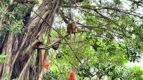 Wild toque monkey children playing on a banyan tree, near the Dambulla cave.. Video stock 329214929