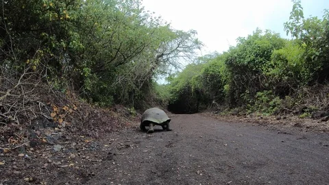 Wild tortoise turtle on the road at Galapagos Islands - long shot Stock Footage 107884722