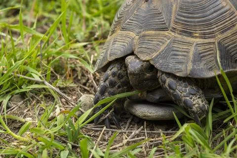 A wild tortoise walking through fresh green grass Stock Photos