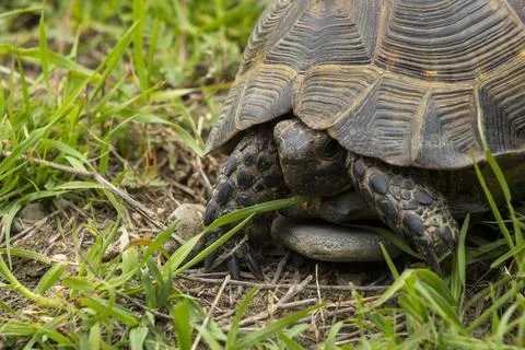 A wild tortoise walking through fresh green grass Stock Photos