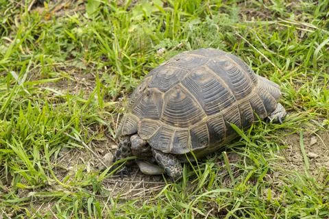A wild tortoise walking through fresh green grass Stock Photos