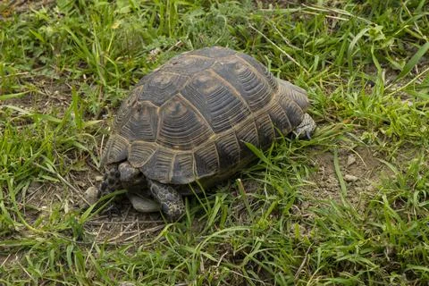 A wild tortoise walking through fresh green grass Stock Photos