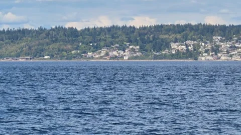 Wild Transient Orca Pod (Bigg's Killer Whales) In Puget Sound, Pacific 스톡 동영상 345042308