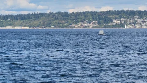 Wild Transient Orca Pod (Bigg's Killer Whales) In Puget Sound, Pacific Vidéo 345042341